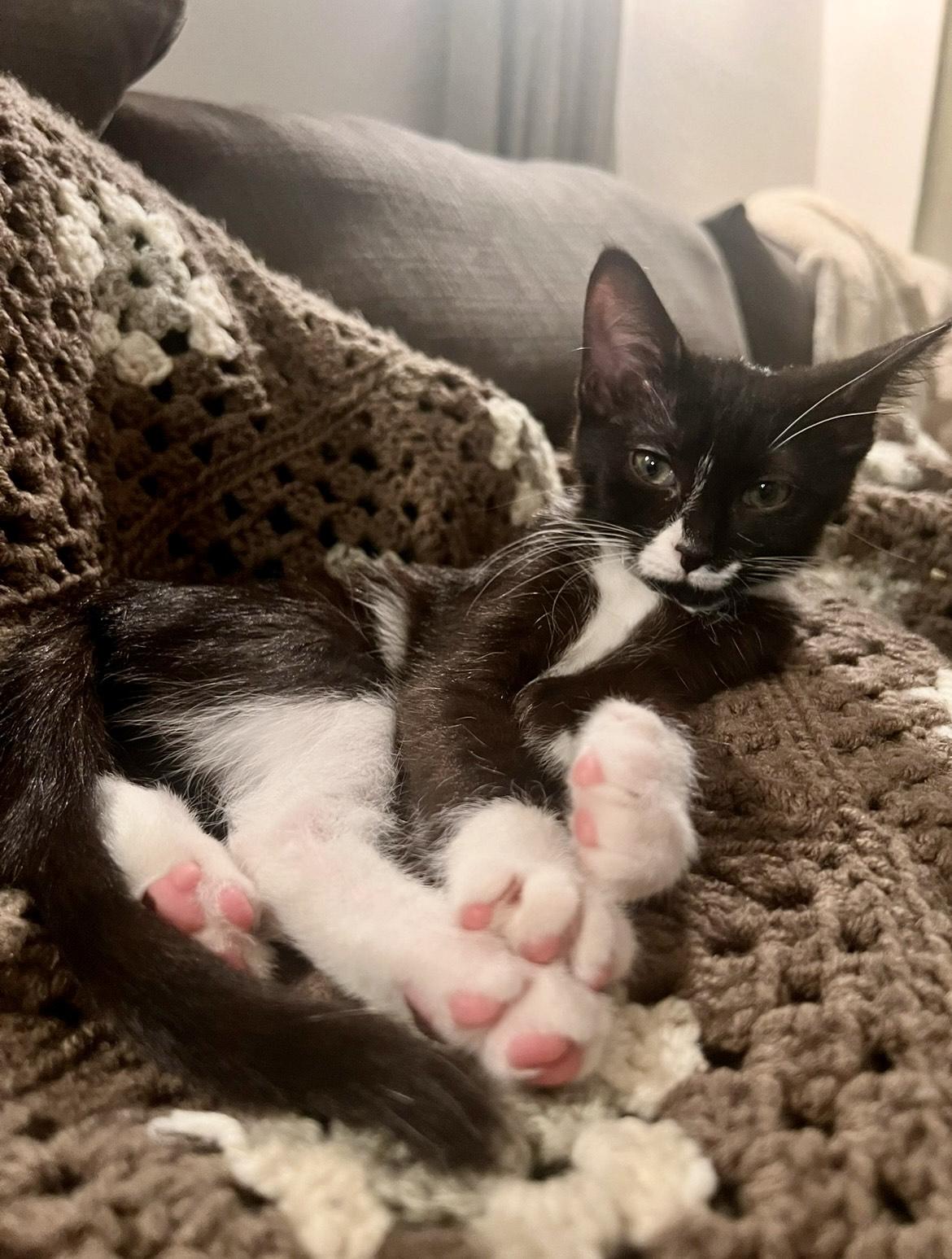 Roll, a ADOPTABLE Domestic Short Hair in Milwaukee, WI image 2/5