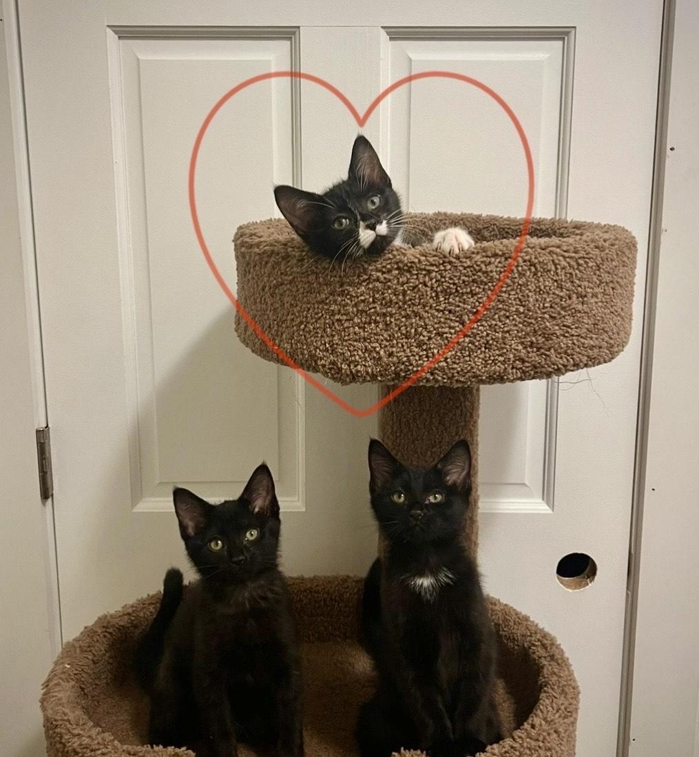 Roll, a ADOPTABLE Domestic Short Hair in Milwaukee, WI image 3/5