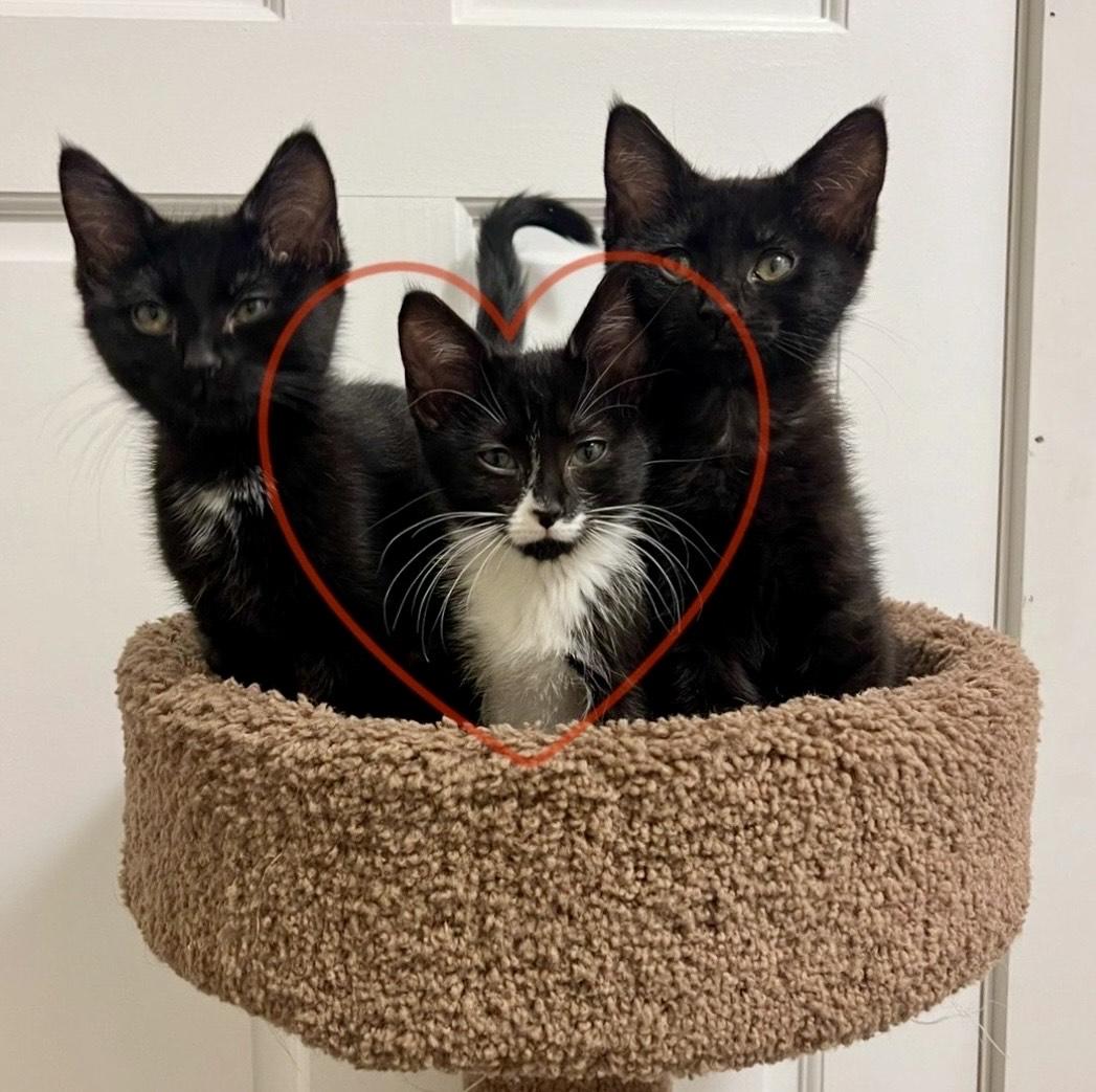 Roll, a ADOPTABLE Domestic Short Hair in Milwaukee, WI image 4/5