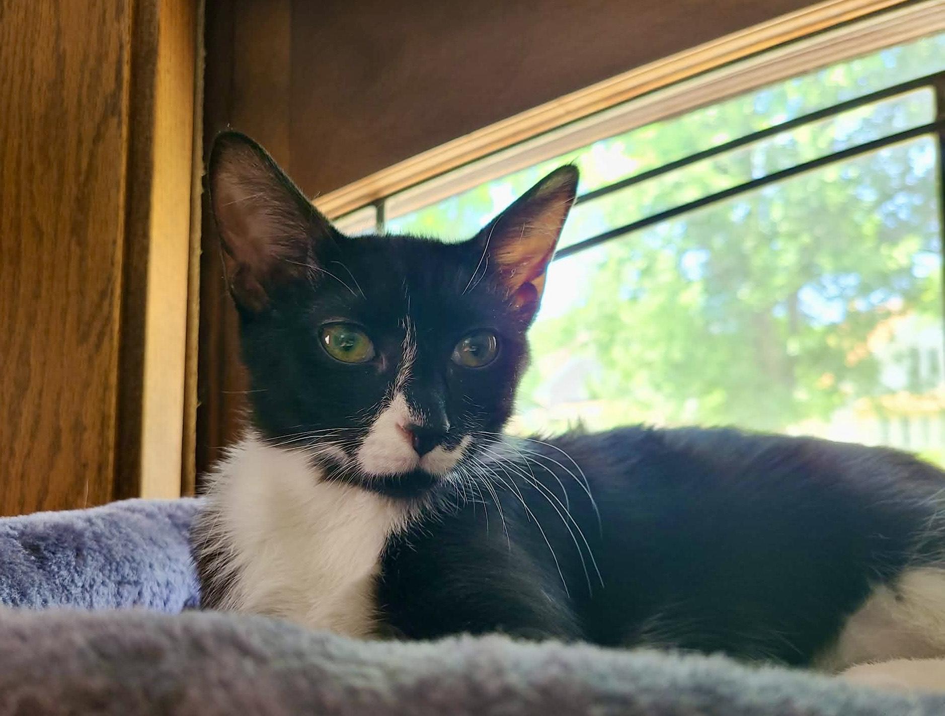 Enlarge Roll, a ADOPTABLE Domestic Short Hair in Milwaukee, WI image 5/6