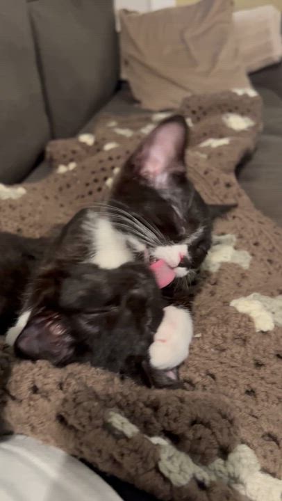 Enlarge Roll, a ADOPTABLE Domestic Short Hair in Milwaukee, WI video 5/5