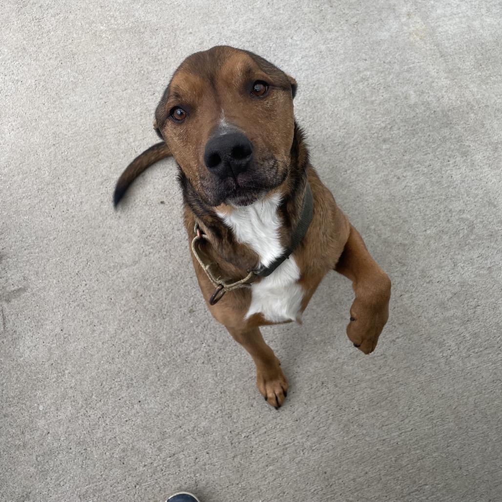 Enlarge Blaze, a Adoptable mixed breed in Uniontown, PA image 1/3