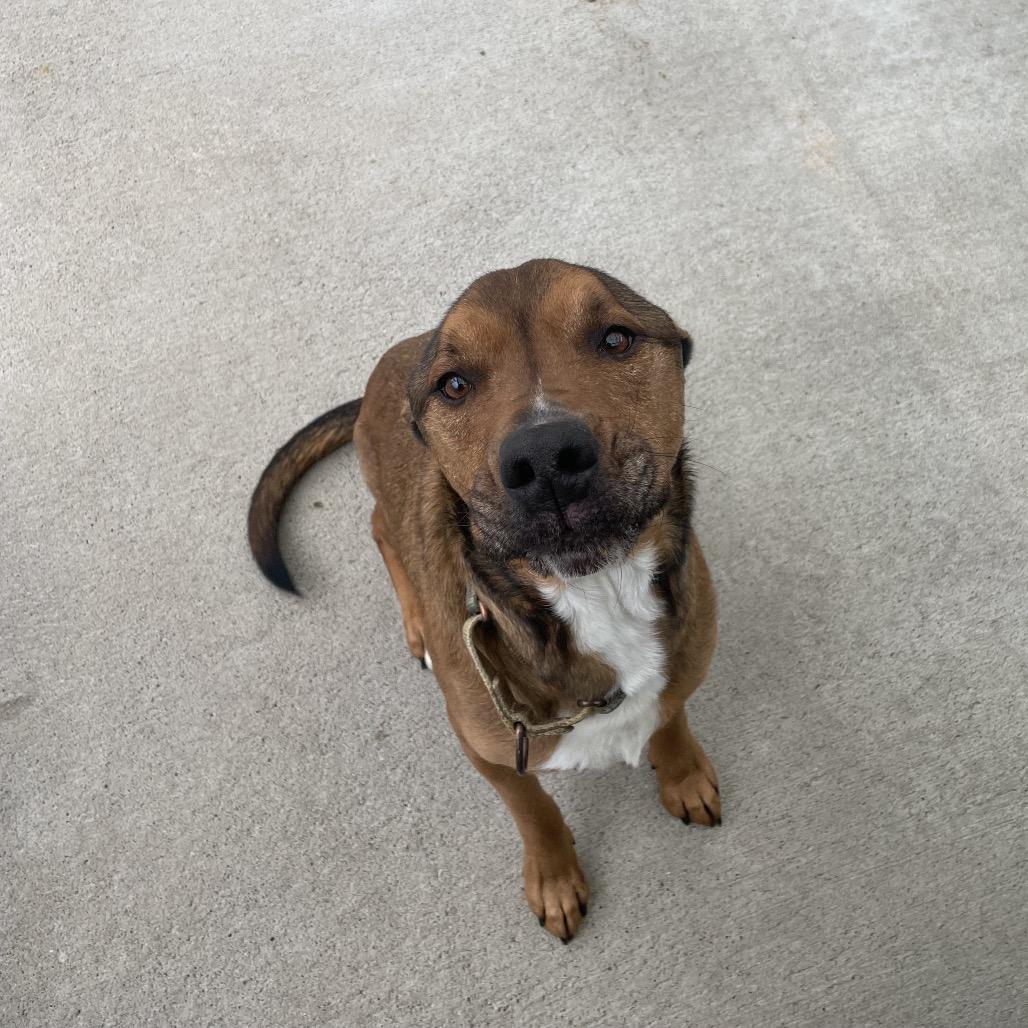 Enlarge Blaze, a Adoptable mixed breed in Uniontown, PA image 2/3