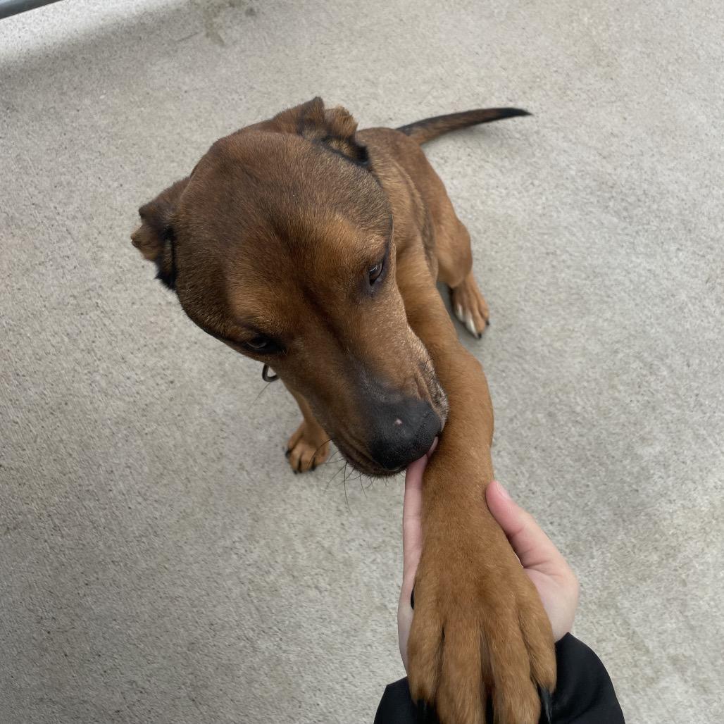 Enlarge Blaze, a Adoptable mixed breed in Uniontown, PA image 3/3