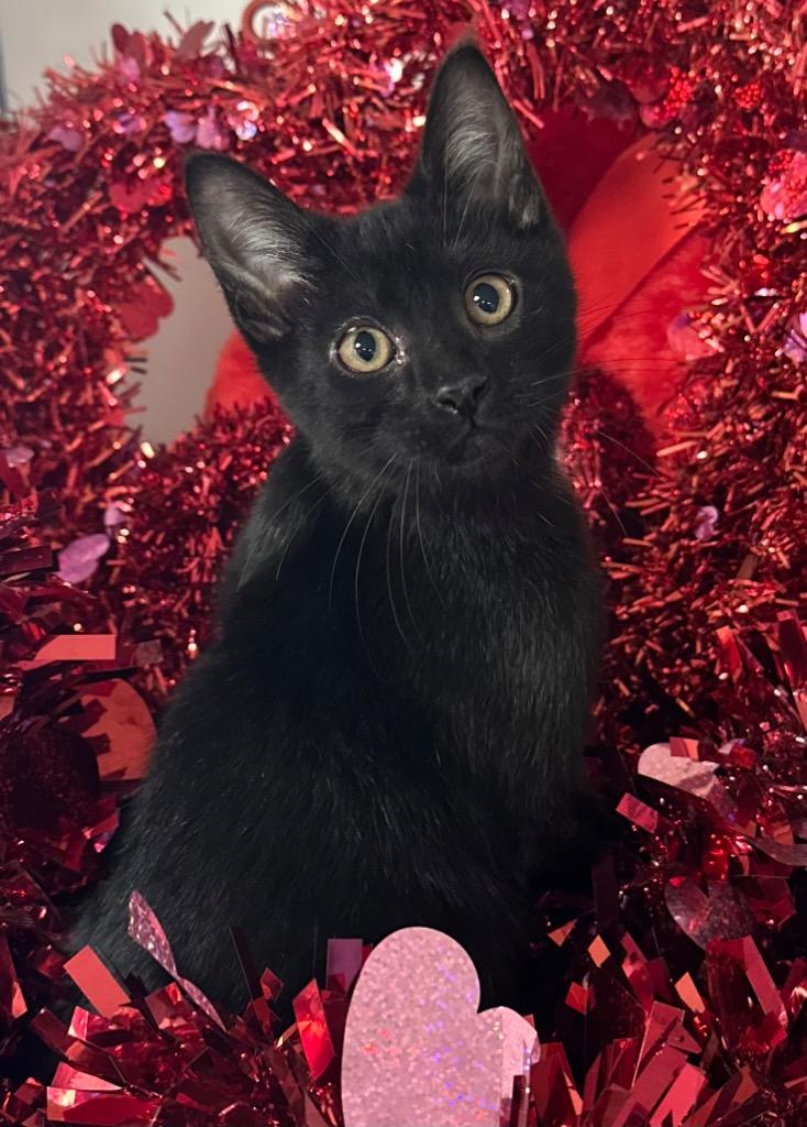 1/3/25 Eddie, Adoptable, Kitten Male Domestic Short Hair.