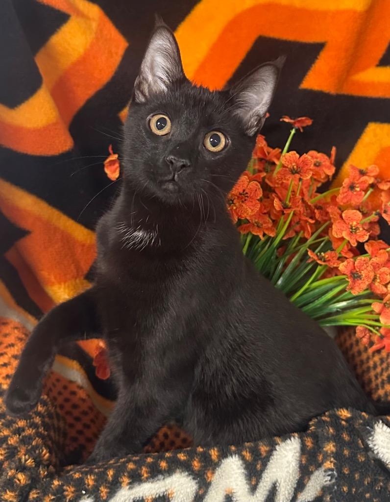 Enlarge 1/3/25 Eddie, a Adoptable mixed breed in Stillwater, OK image 2/2