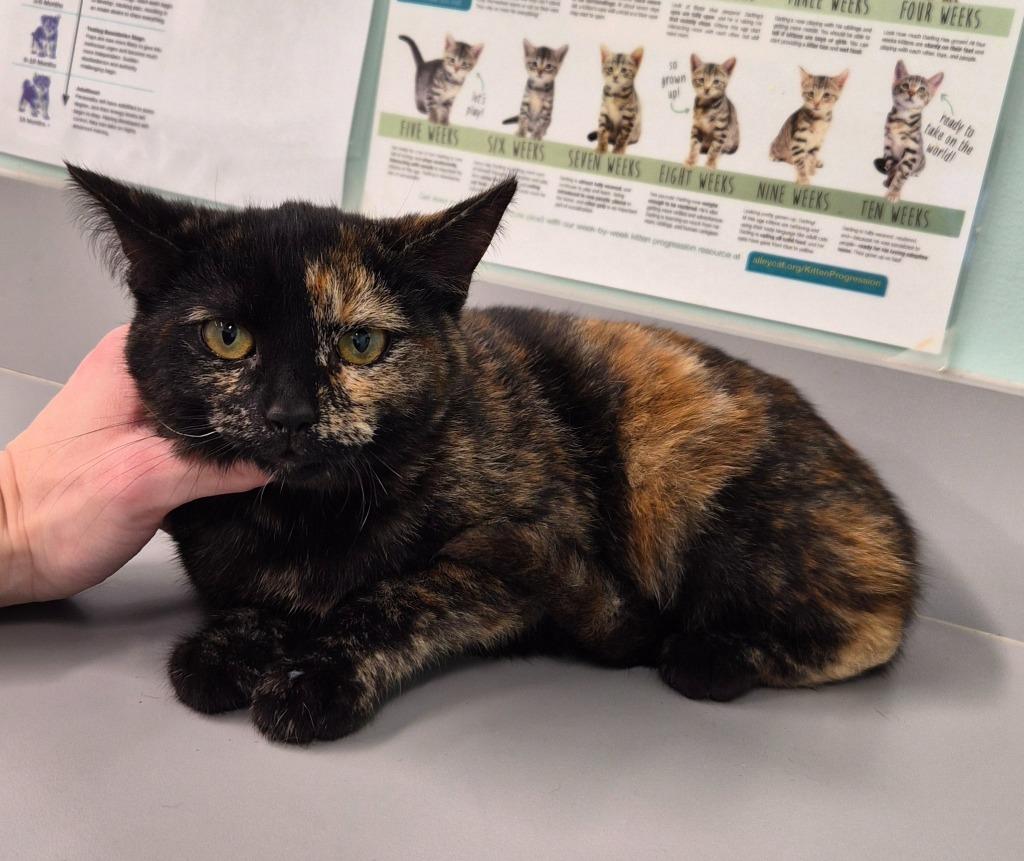 Finn, Adoptable, Young Female Domestic Short Hair.