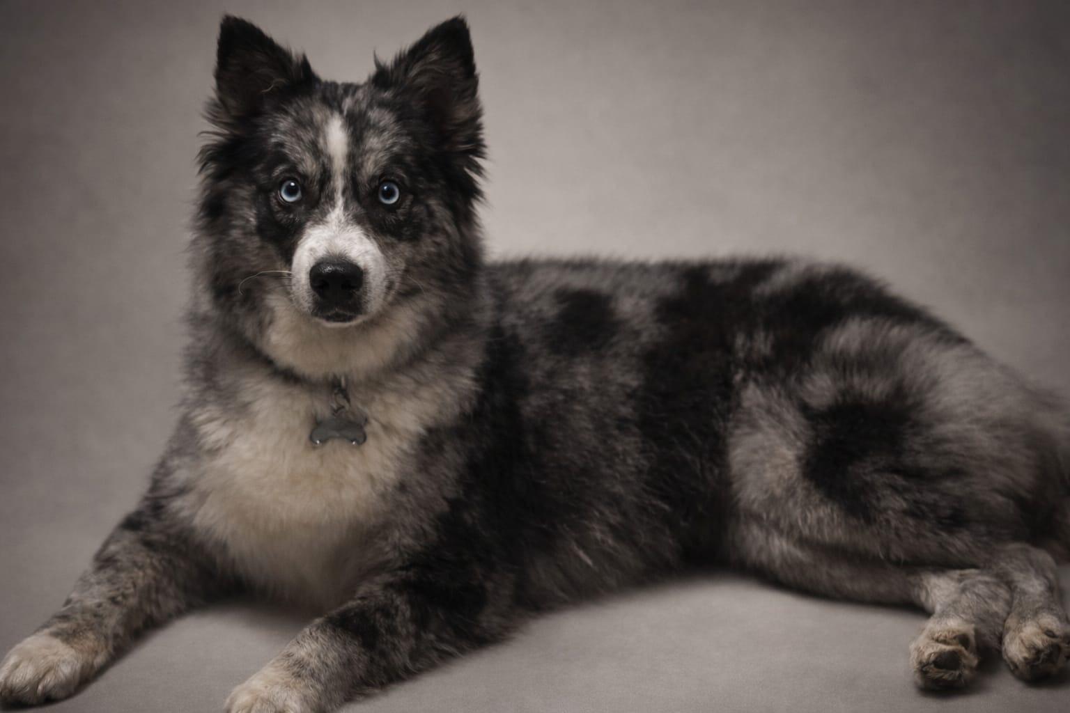 Butterbean, adopted, Young Female Pomsky.
