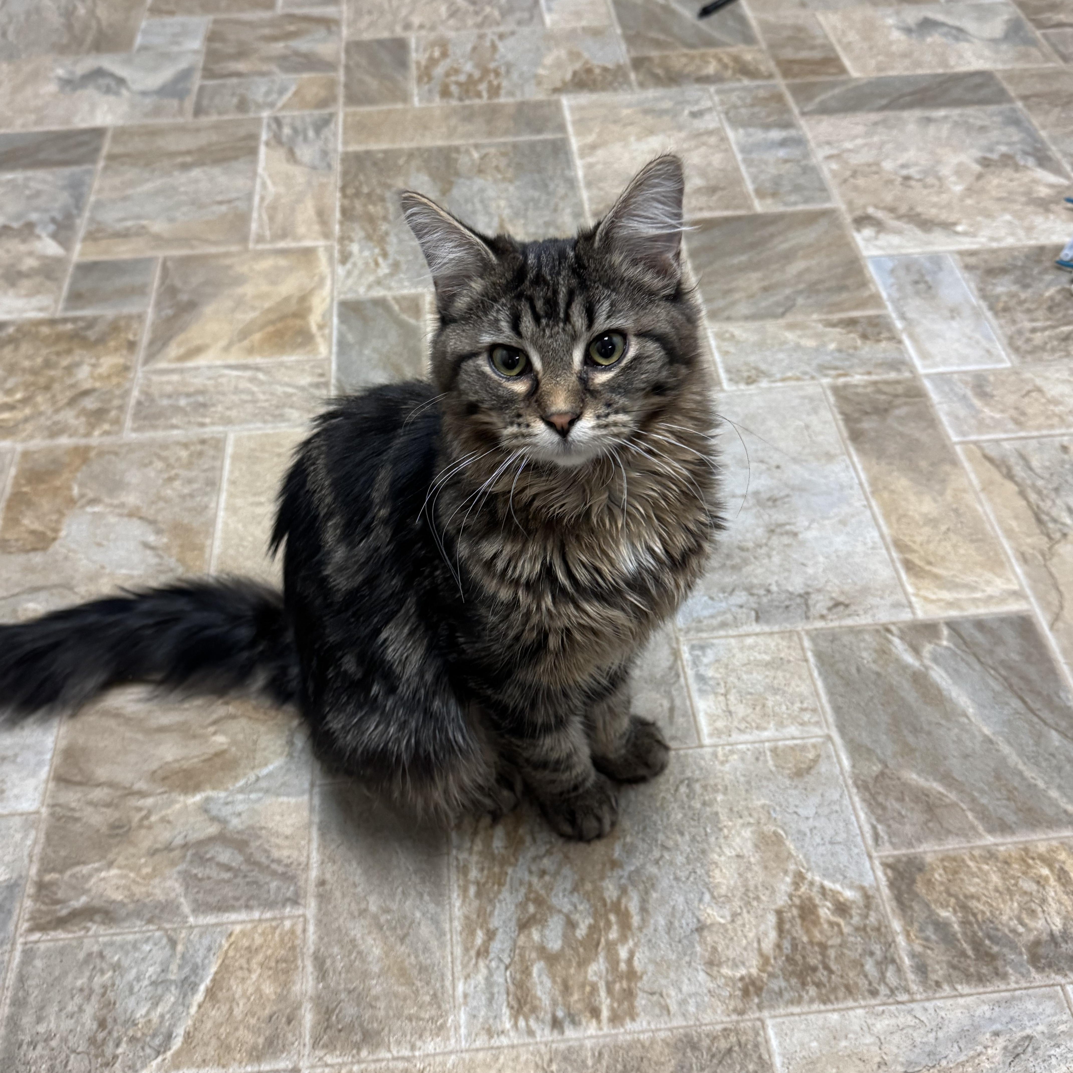 Tala, ADOPTABLE, Young Female Domestic Long Hair.