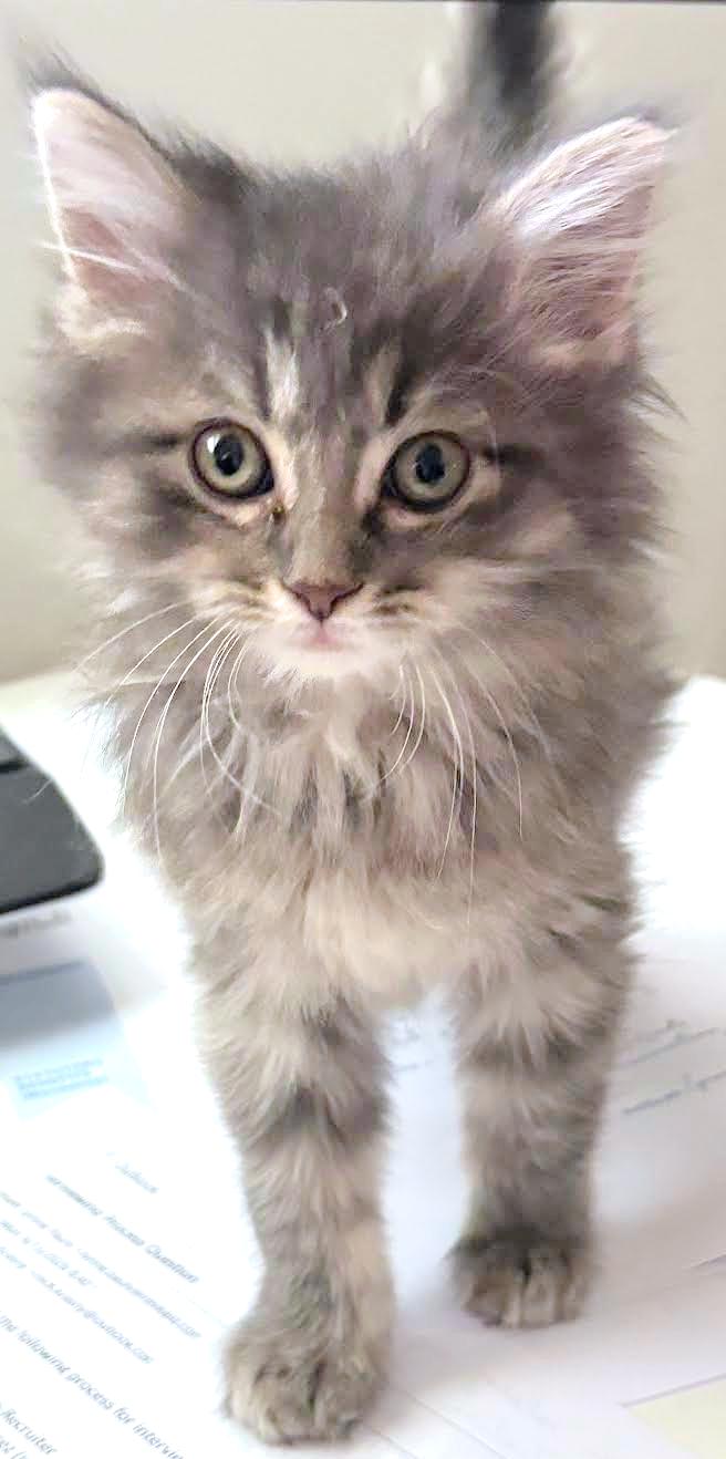 Elyse, a ADOPTABLE mixed breed in Lombard, IL image 2/3
