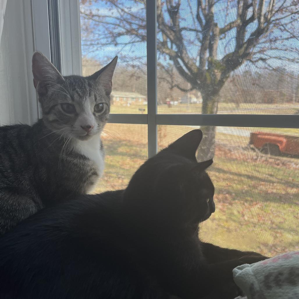 Jasper, Adoptable, Kitten Male Domestic Short Hair.