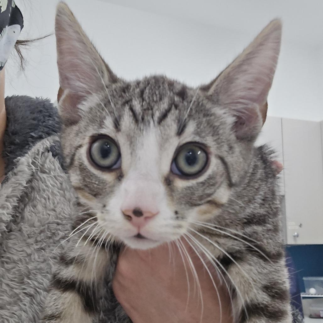 Enlarge Jasper, a Adoptable Domestic Short Hair in Winston Salem, NC image 2/5