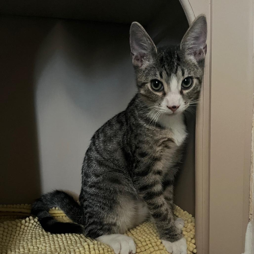 Enlarge Jasper, a Adoptable Domestic Short Hair in Winston Salem, NC image 3/5