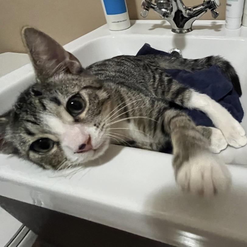 Enlarge Jasper, a Adoptable Domestic Short Hair in Winston Salem, NC image 4/5