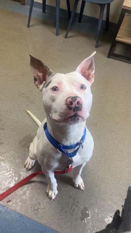 Rocko, Adoptable, Young Male Mixed Breed & Mixed Breed.