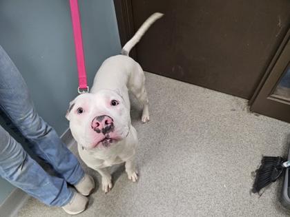 Enlarge Rocko, a Adoptable mixed breed in Maumee, OH image 2/2