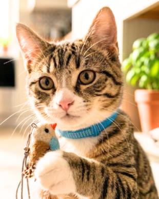 Enlarge Layla, a Adoptable American Shorthair in Union City, NJ image 2/5