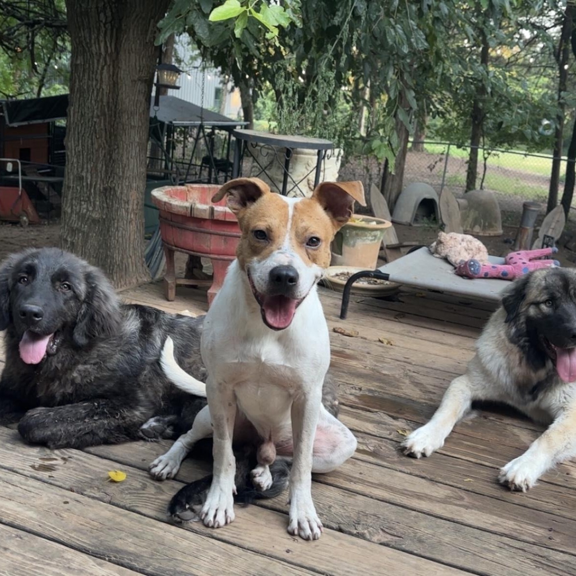 Lucky, a Adoptable mixed breed in Erie, PA image 2/6