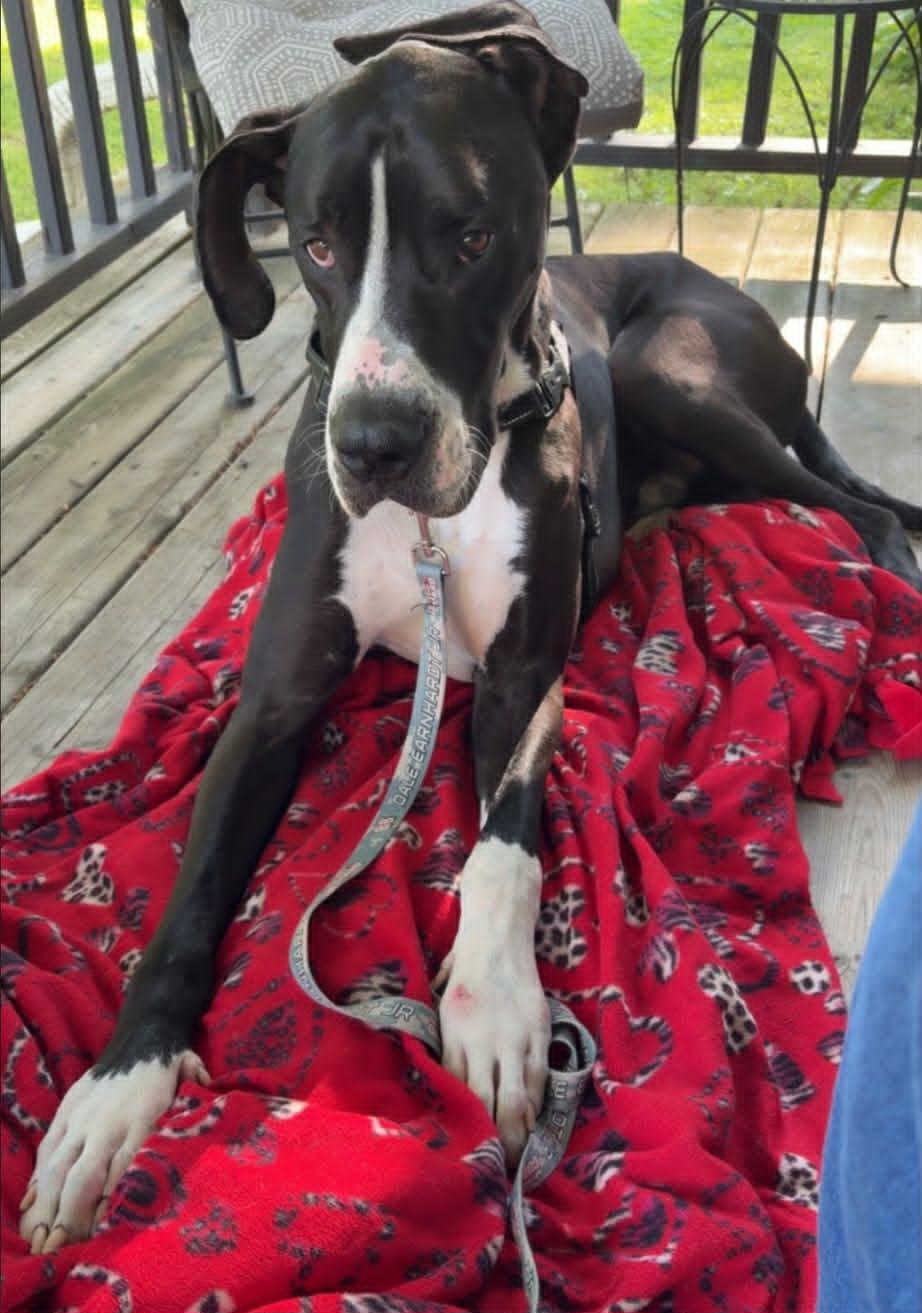Yeager, an adopted Great Dane in Frankfort, IN image 4/5