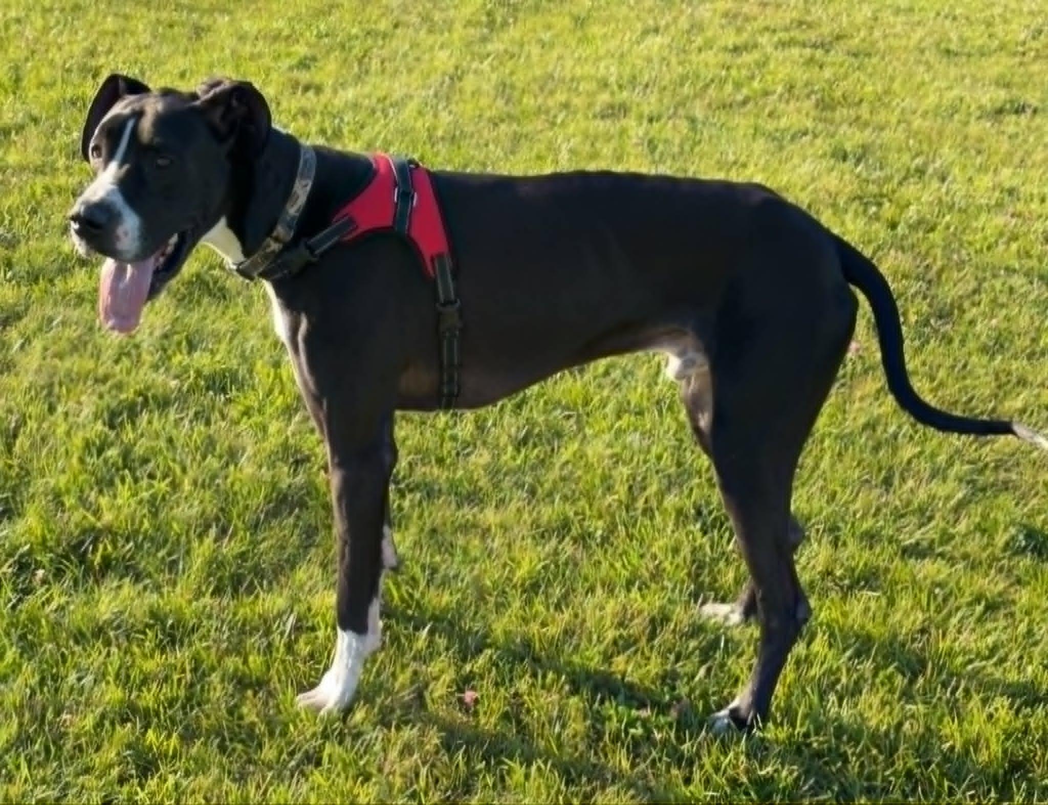 Yeager, an adopted Great Dane in Frankfort, IN image 2/5