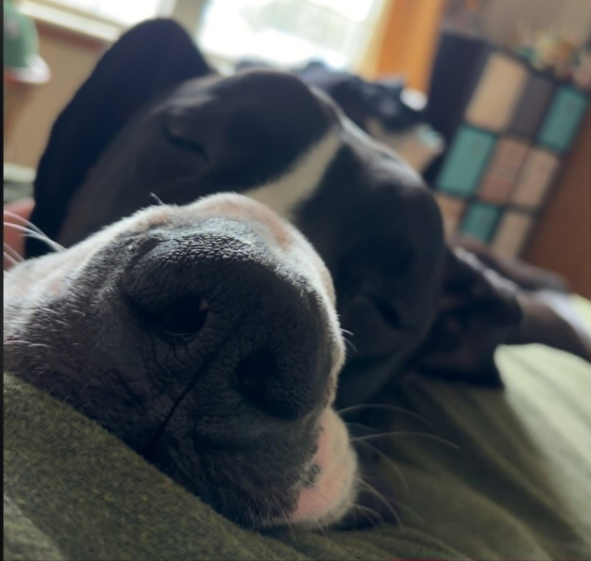 Yeager, an adopted Great Dane in Frankfort, IN image 1/5