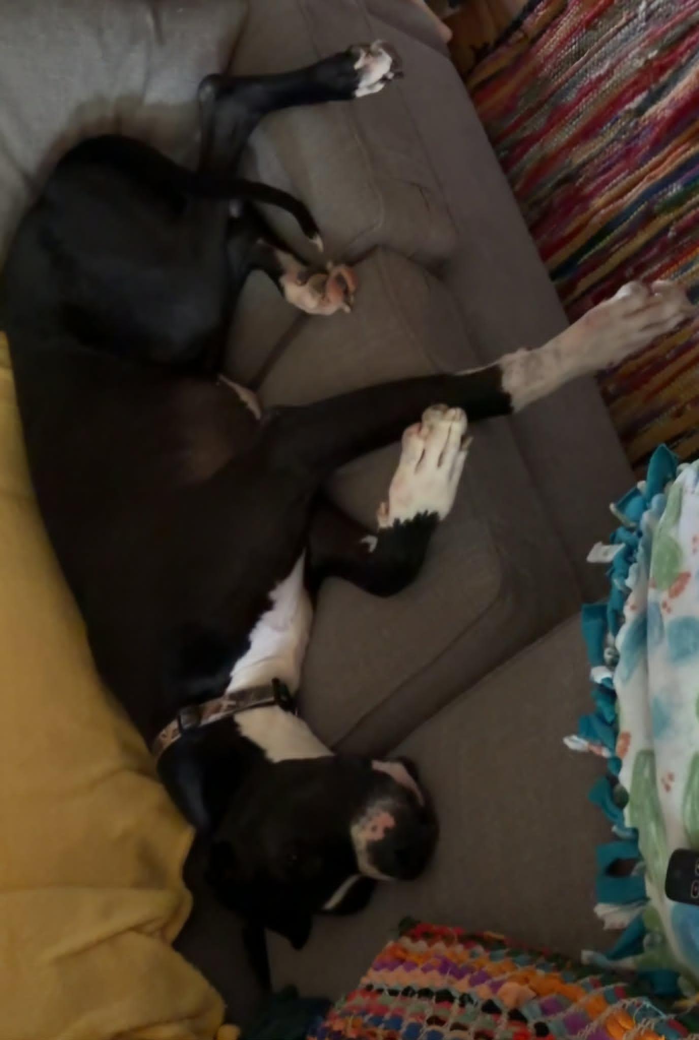 Yeager, an adopted Great Dane in Frankfort, IN image 5/5