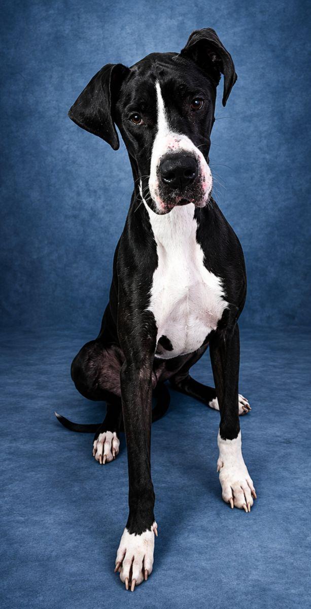 Yeager, an adopted Great Dane in Frankfort, IN image 3/5