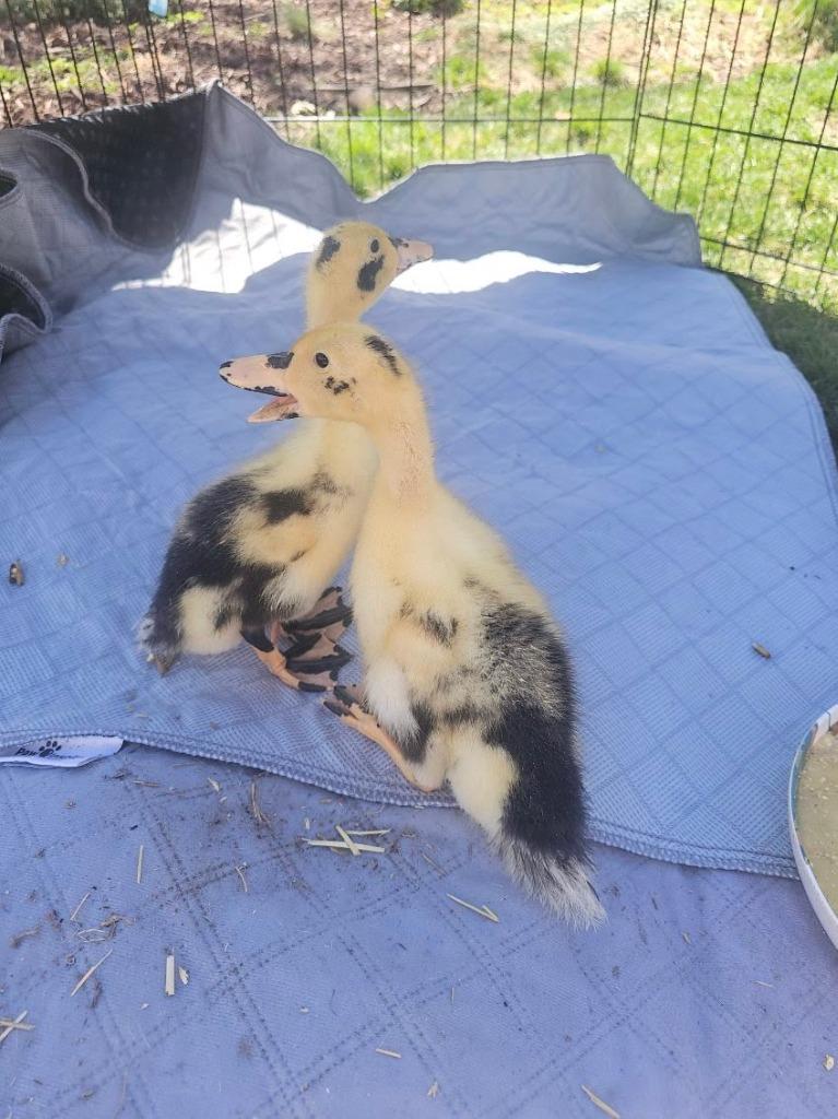 Spladle, a Adopted Duck in Eagle Mountain, UT image 2/2
