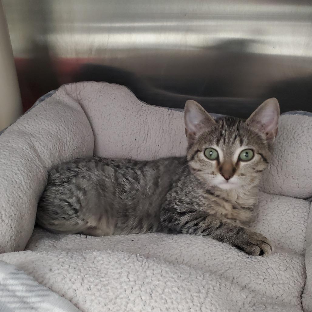 Squidward, Adoptable, Kitten Male Domestic Short Hair.