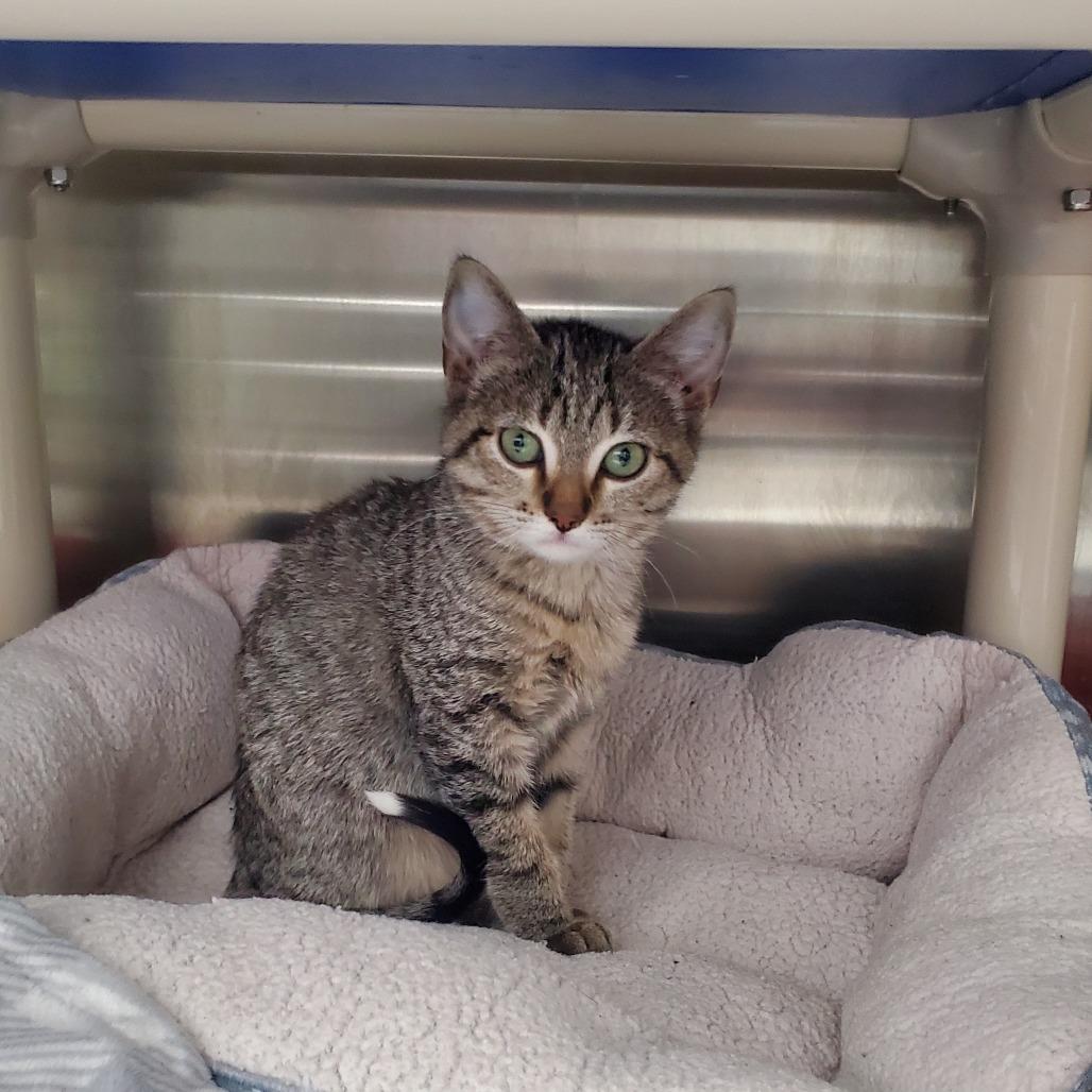 Enlarge Squidward, a Adoptable Domestic Short Hair in Detroit Lakes, MN image 2/6