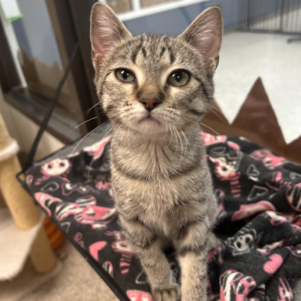Enlarge Squidward, a Adoptable Domestic Short Hair in Detroit Lakes, MN image 5/6