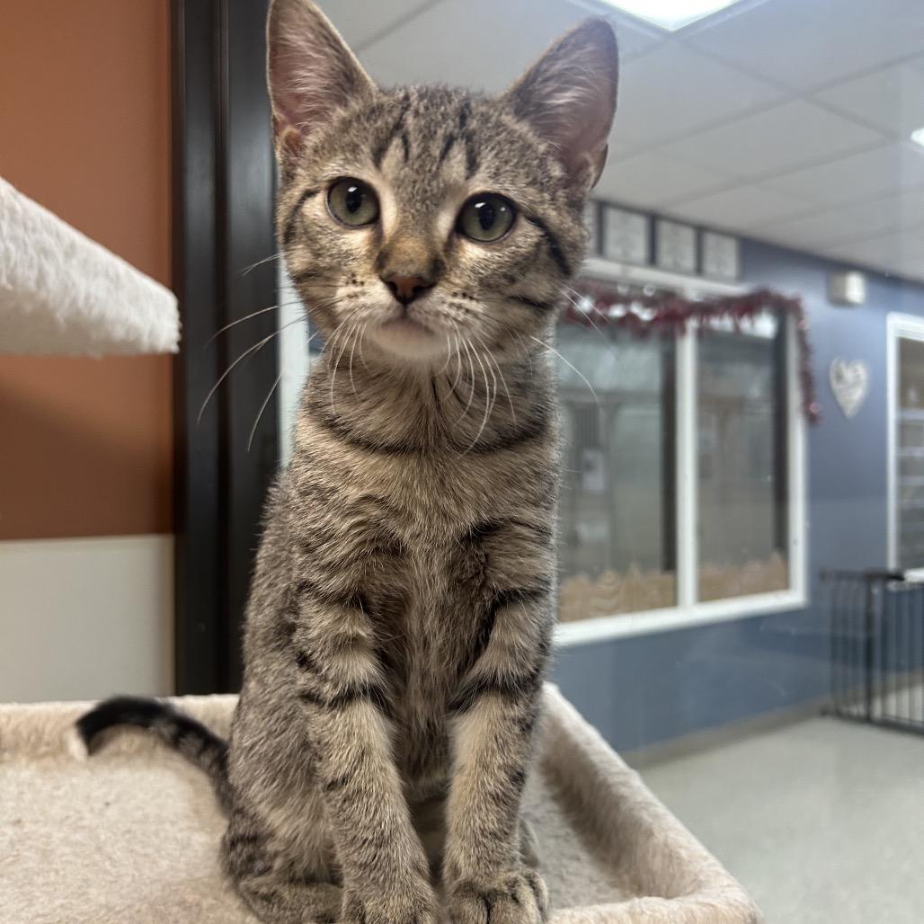 Enlarge Squidward, a Adoptable Domestic Short Hair in Detroit Lakes, MN image 6/6