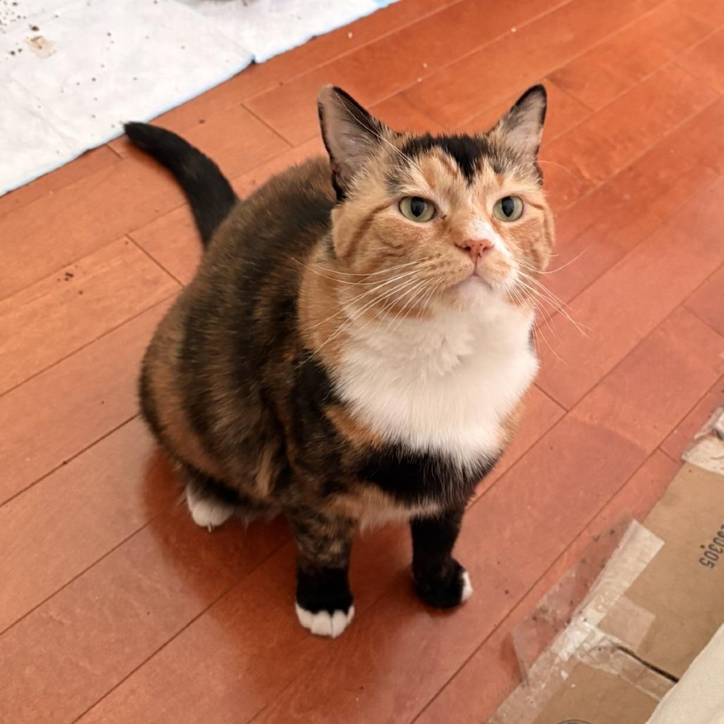 Cookie, Adoptable, Adult Female Domestic Short Hair.