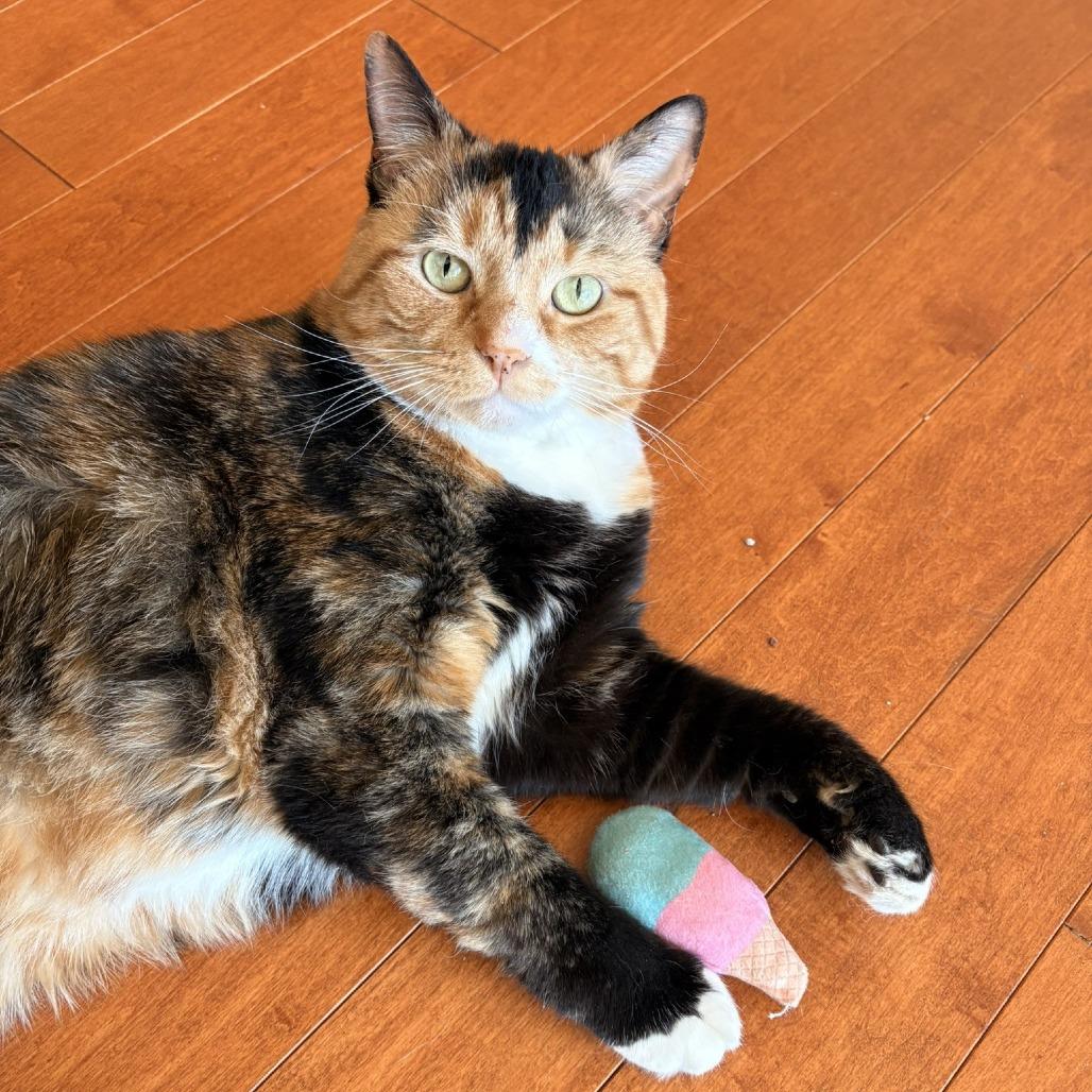 Enlarge Cookie, a Adoptable Domestic Short Hair in Waldorf, MD image 1/4