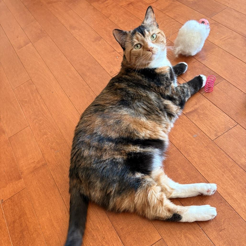 Enlarge Cookie, a Adoptable Domestic Short Hair in Waldorf, MD image 2/4