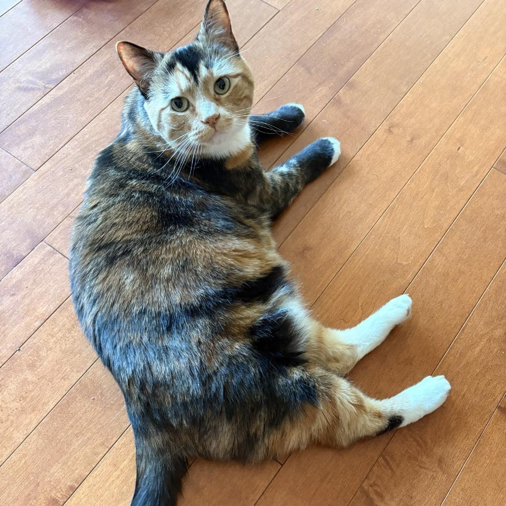 Enlarge Cookie, a Adoptable Domestic Short Hair in Waldorf, MD image 3/4