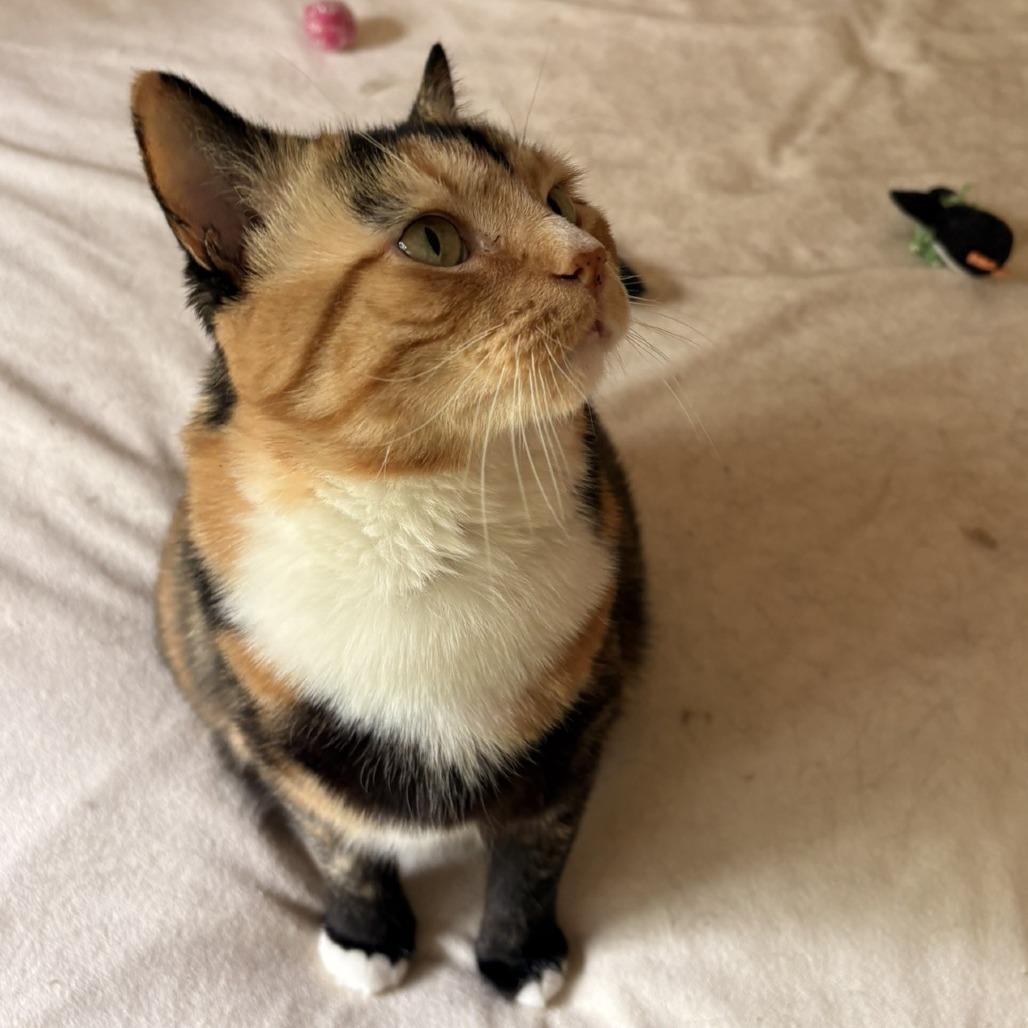 Enlarge Cookie, a Adoptable Domestic Short Hair in Waldorf, MD image 5/6