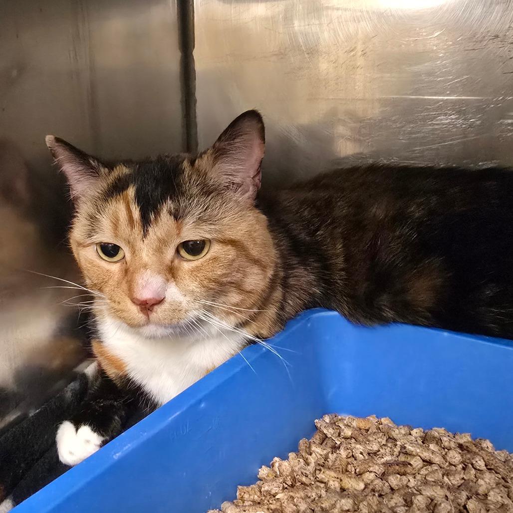 Enlarge Cookie, a Adoptable Domestic Short Hair in Waldorf, MD image 4/4