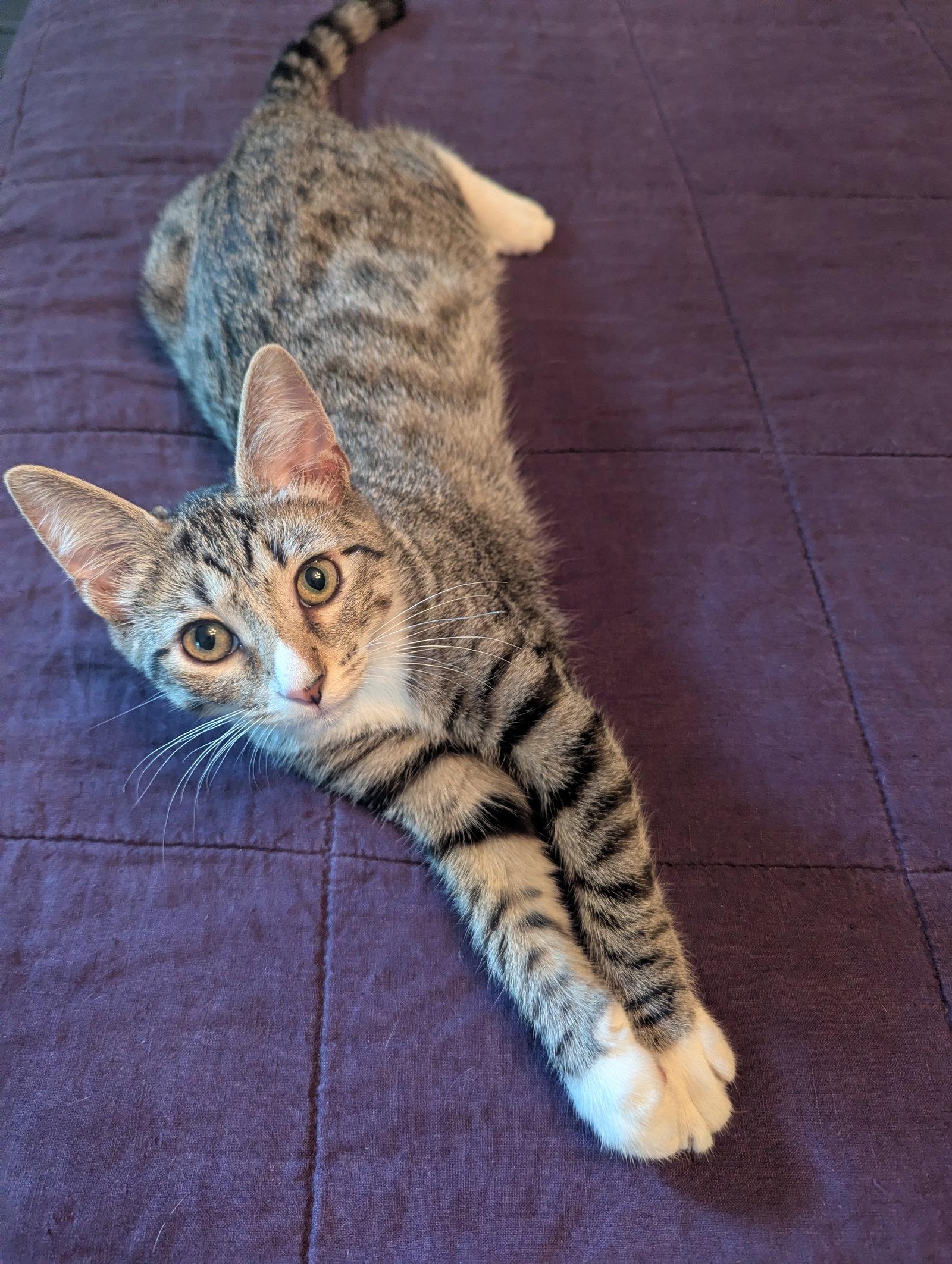 O'Keefe - KITTEN, Adoptable, Young Female Domestic Short Hair.