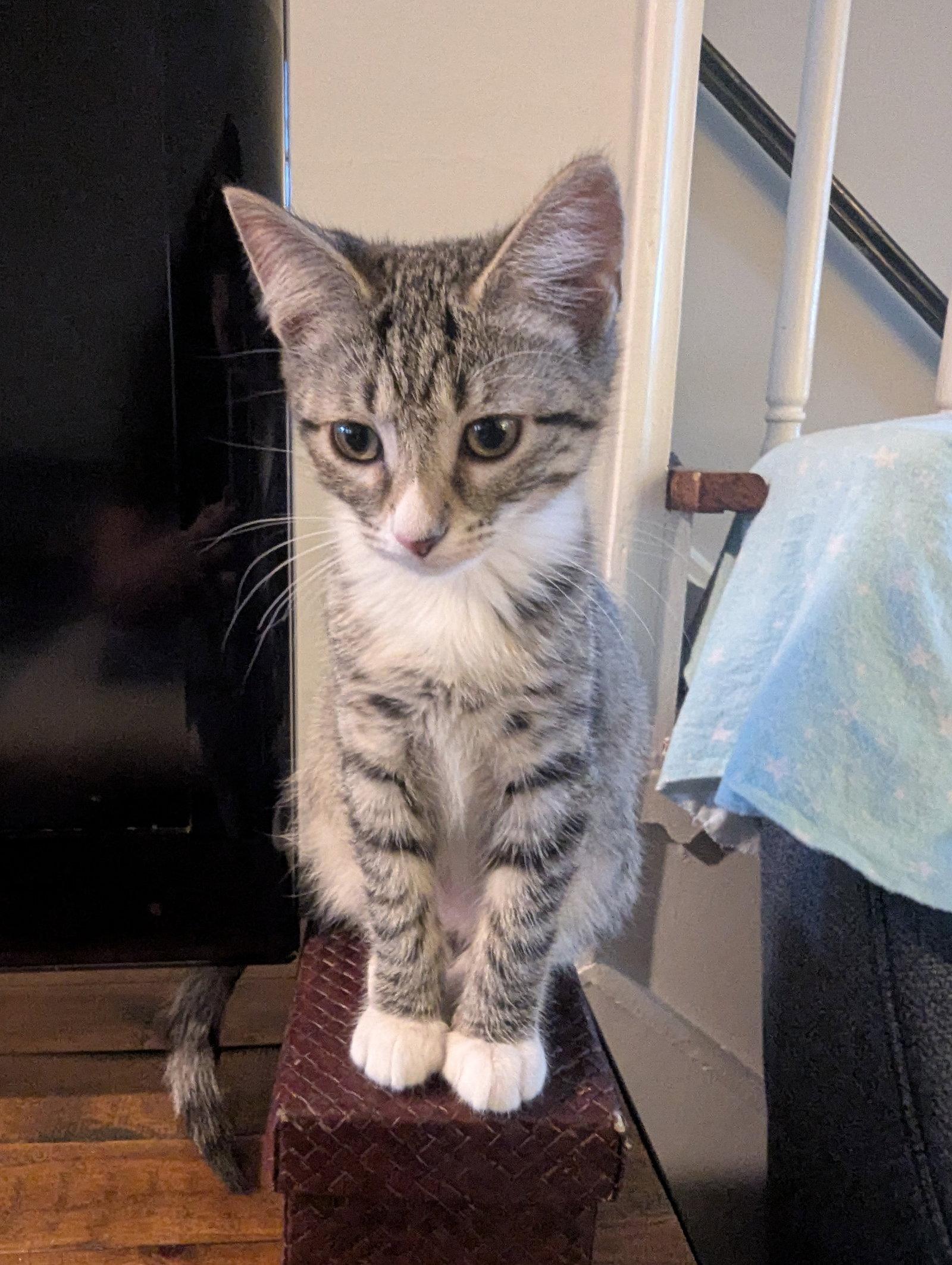 Enlarge O'Keefe - KITTEN, a Adoptable Domestic Short Hair in Alexandria, VA image 2/3