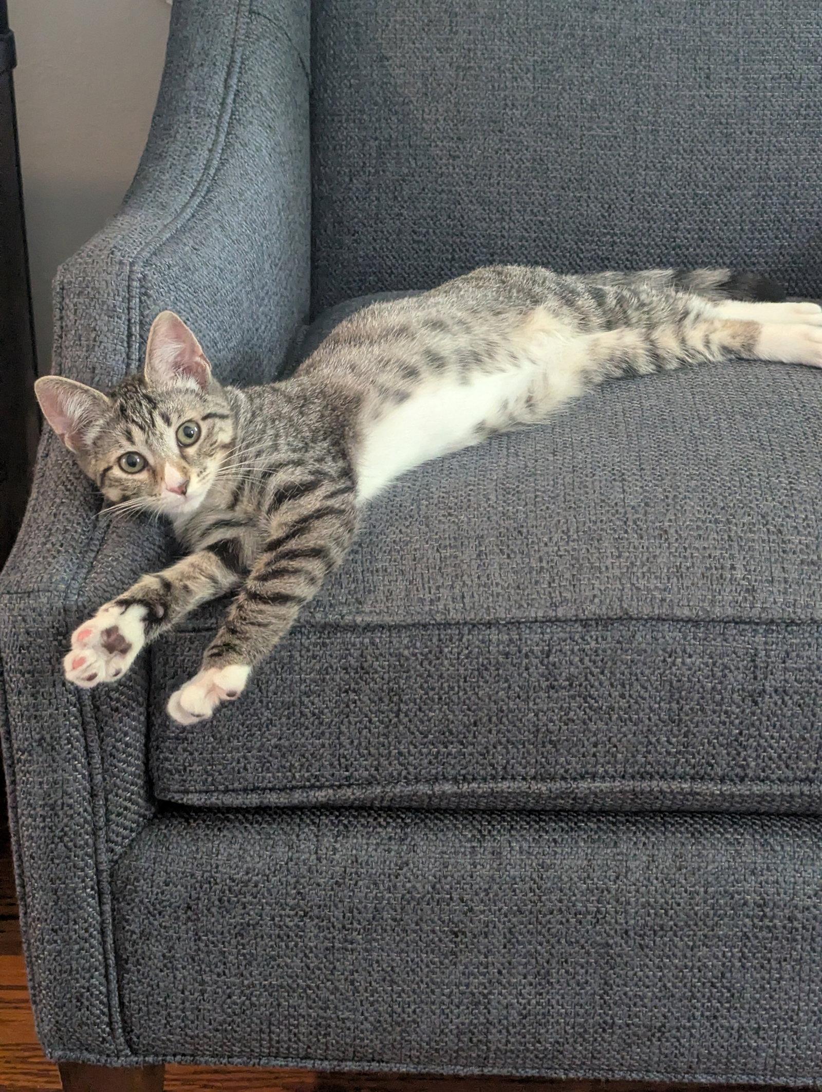 Enlarge O'Keefe - KITTEN, a Adoptable Domestic Short Hair in Alexandria, VA image 3/3