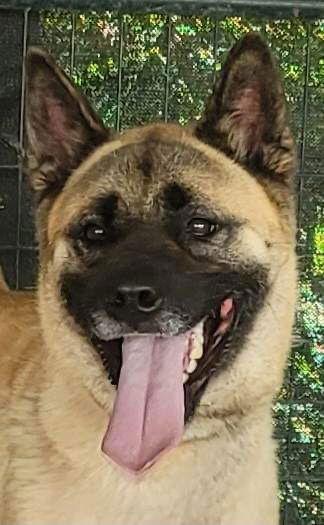 Lexi, Adoptable, Young Female Belgian Shepherd / Malinois & Akita.