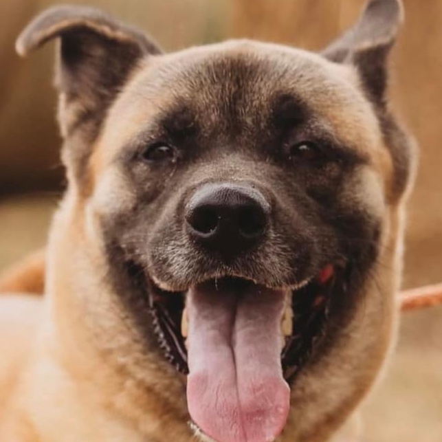 Enlarge Lexi, a Adoptable mixed breed in Klondike, TX image 1/3