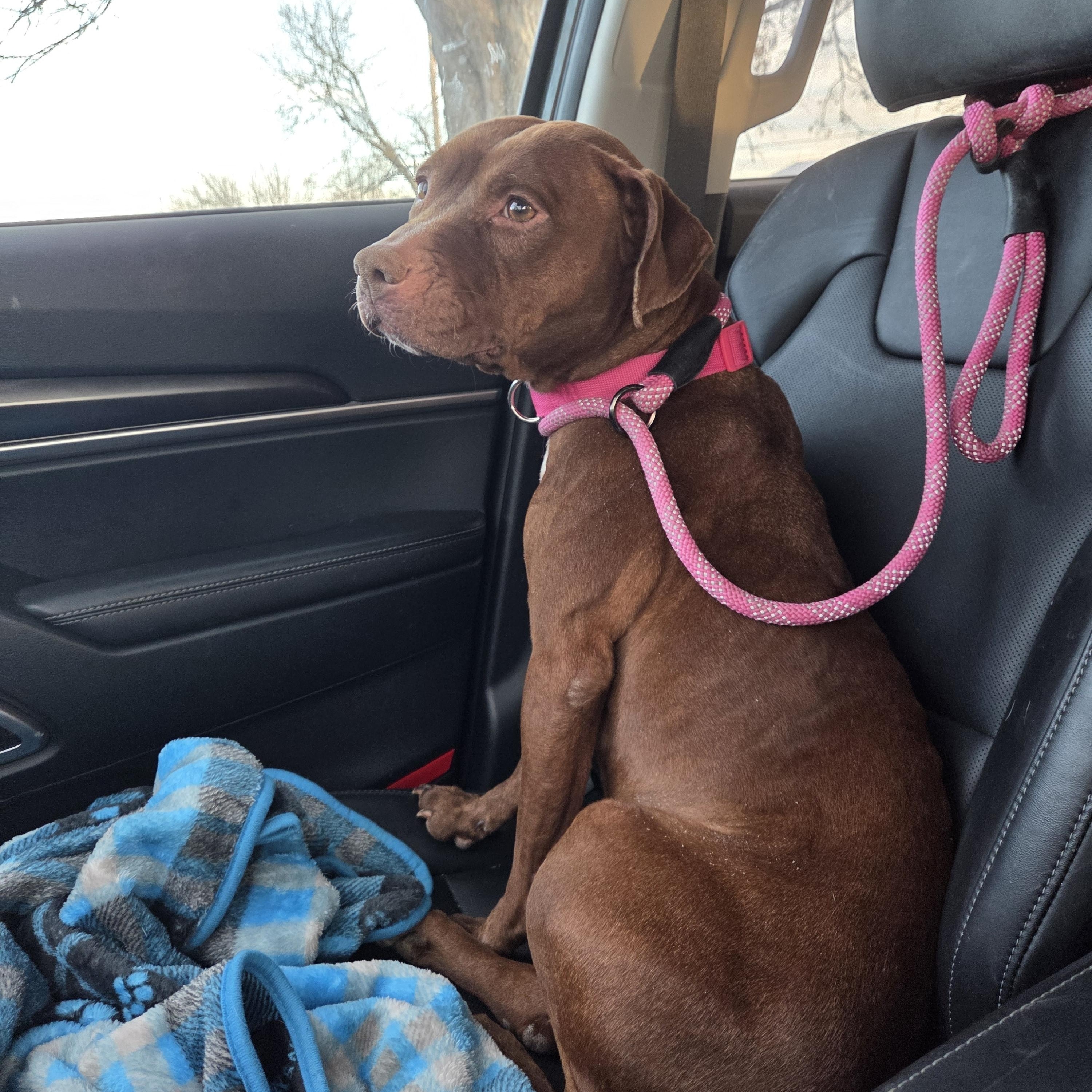 Magenta , ADOPTABLE, Adult Female Pit Bull Terrier.