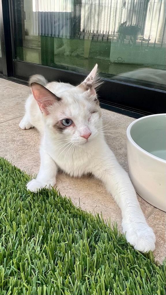 Sasha, Adopted, Adult Female Siamese & Ragdoll.