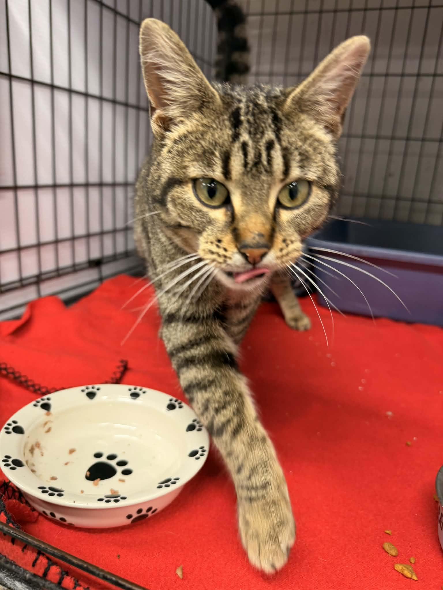 Enlarge Bali, an adopted Domestic Short Hair in Mears, MI image 1/4