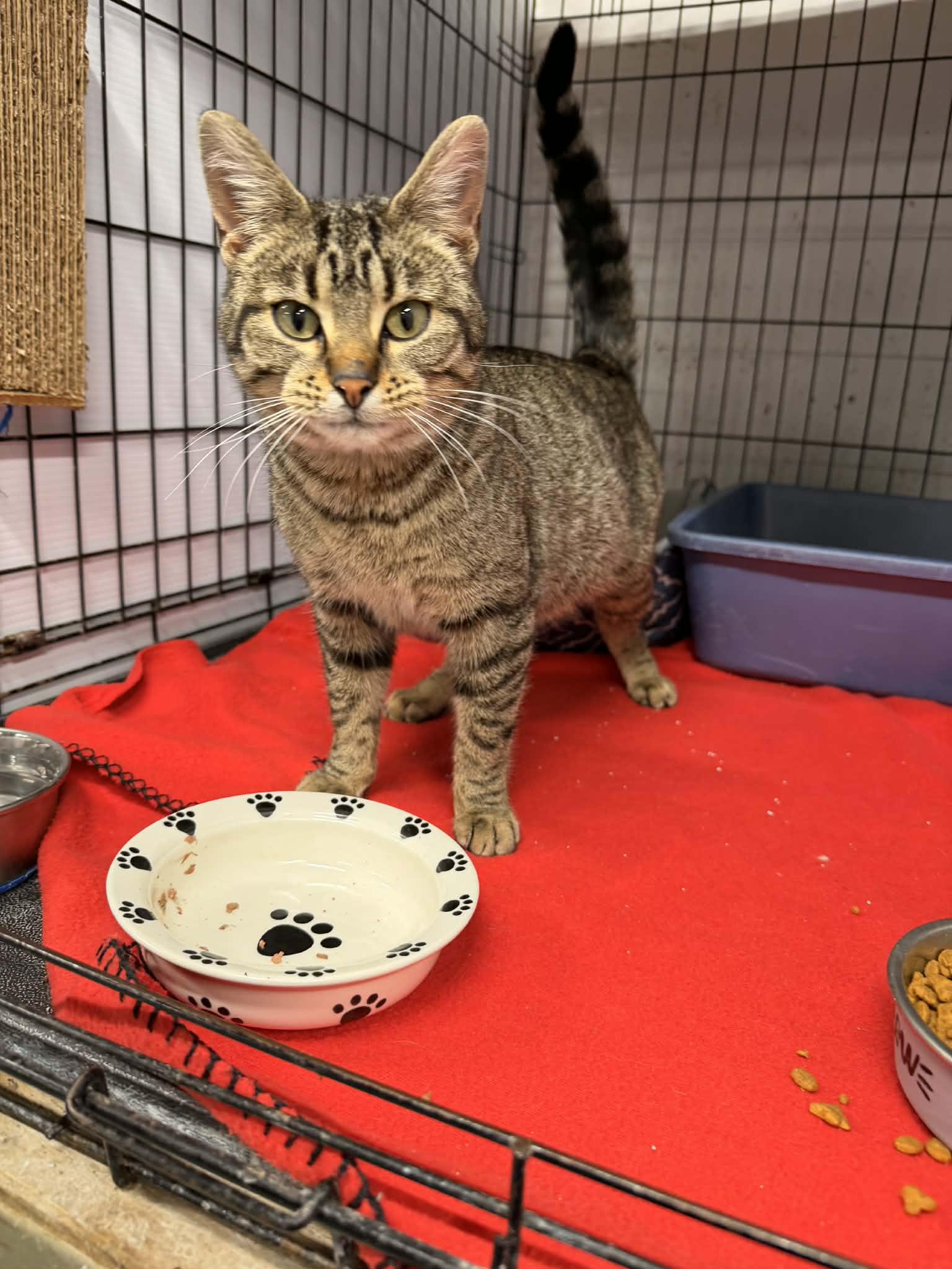 Enlarge Bali, an adopted Domestic Short Hair in Mears, MI image 2/4