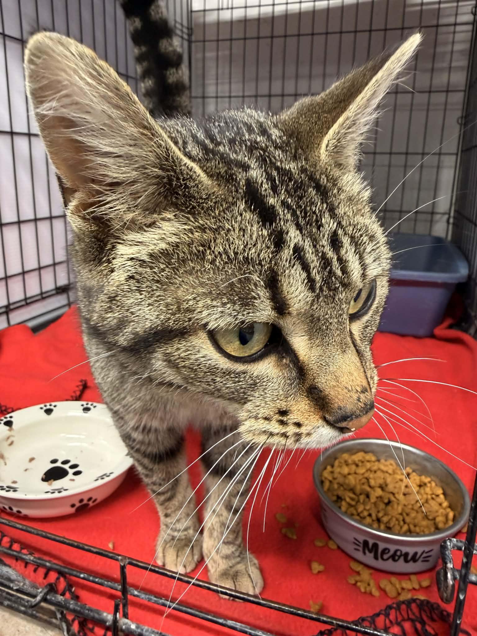 Enlarge Bali, an adopted Domestic Short Hair in Mears, MI image 3/4