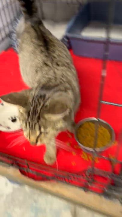 Enlarge Bali, an adopted Domestic Short Hair in Mears, MI video 4/4