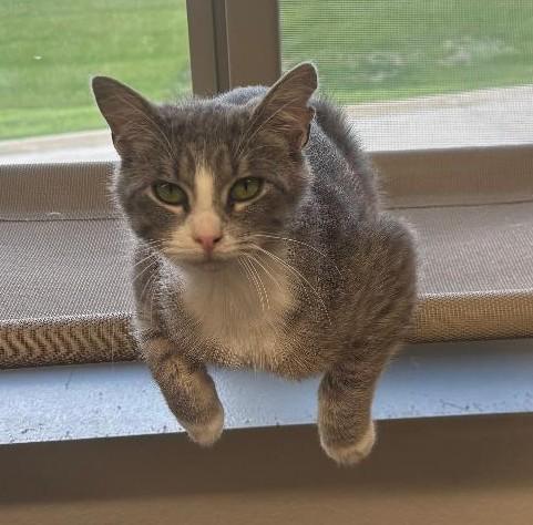 Enlarge Clover, a ADOPTABLE Domestic Short Hair in Pella, IA image 2/3
